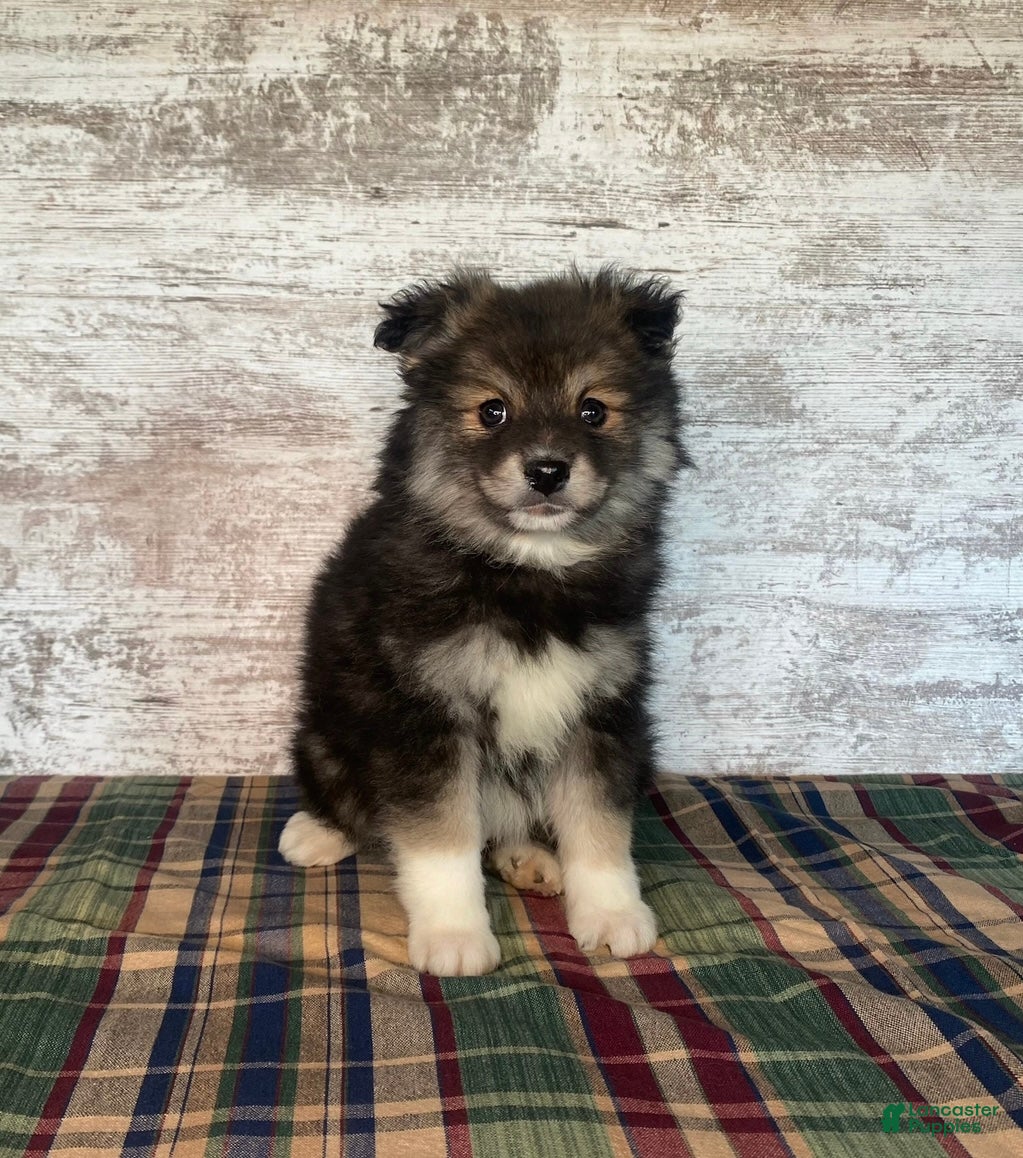Mixed Breed dogs Mixed Breed Puppy 2 - Ad 21