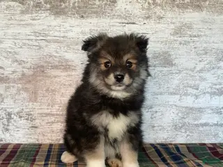 Mixed Breed dogs Mixed Breed Puppy 2 - Ad 6