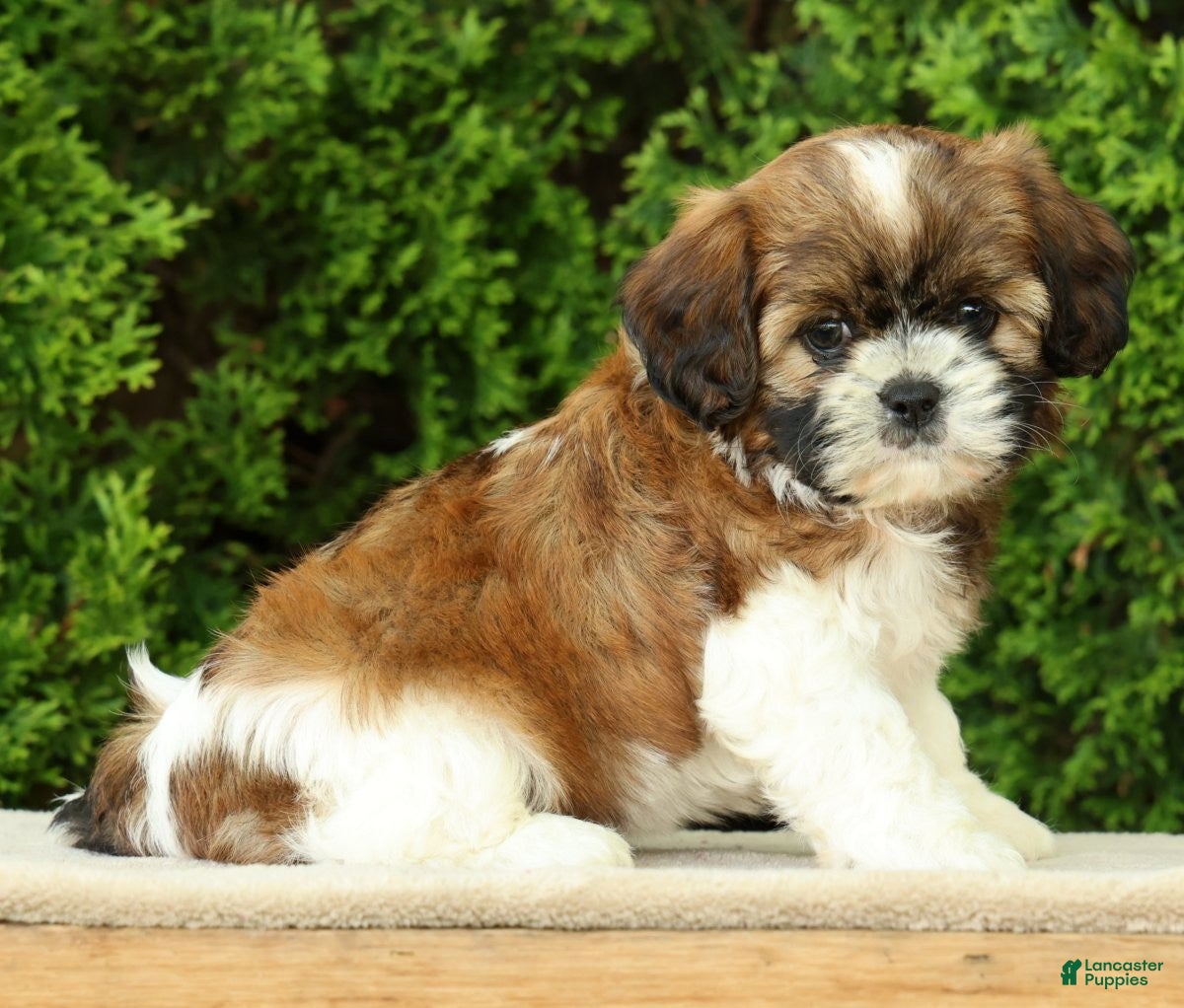 Mixed Breed dogs Winnie - Ad 1