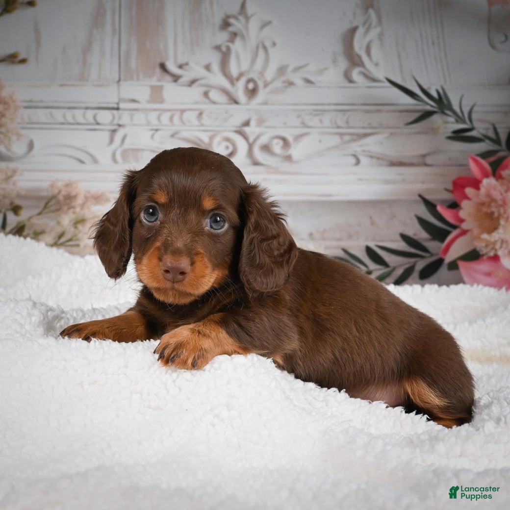 Miniature Dachshund dogs for sale: AKC-Bubba - Ad 1