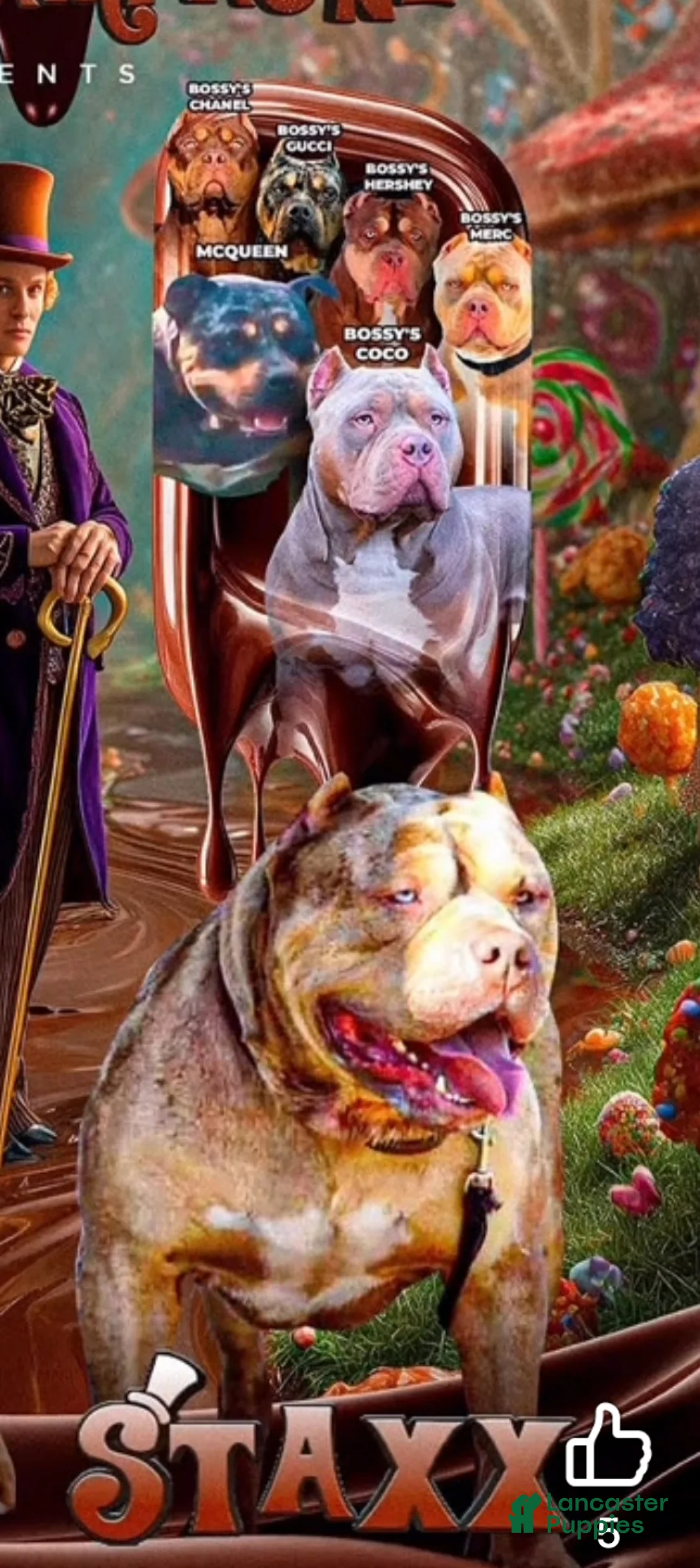 American Bully dogs for sale: American Bully Puppy 2 - Ad 3
