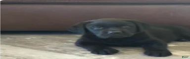 Labrador Retriever 3