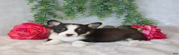 Welsh Corgi Pembroke dogs for sale: Ricky   - Ad 5