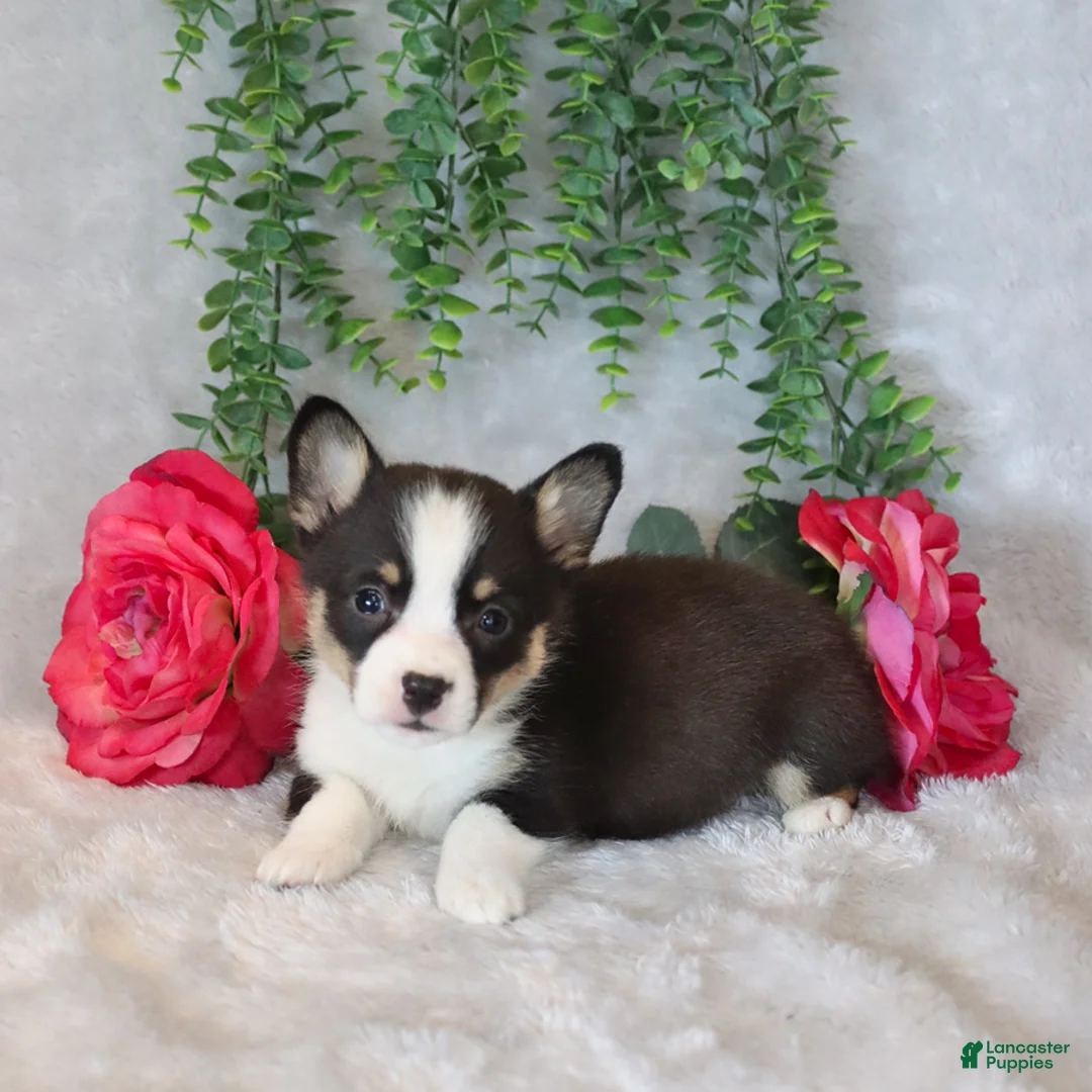 Welsh Corgi Pembroke dogs for sale: Ricky   - Ad 5