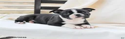 Boston Terrier dogs for sale: Arthur - Ad 3