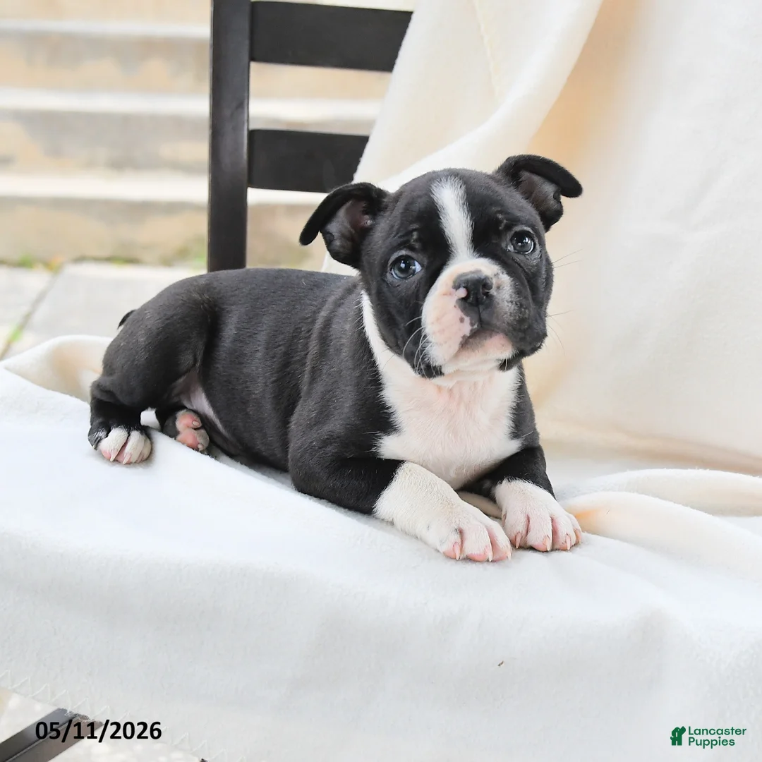 Boston Terrier dogs for sale: Arthur - Ad 3