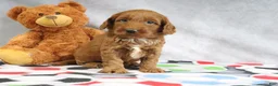 Mini Goldendoodle dogs for sale: Creampuff - Ad 1