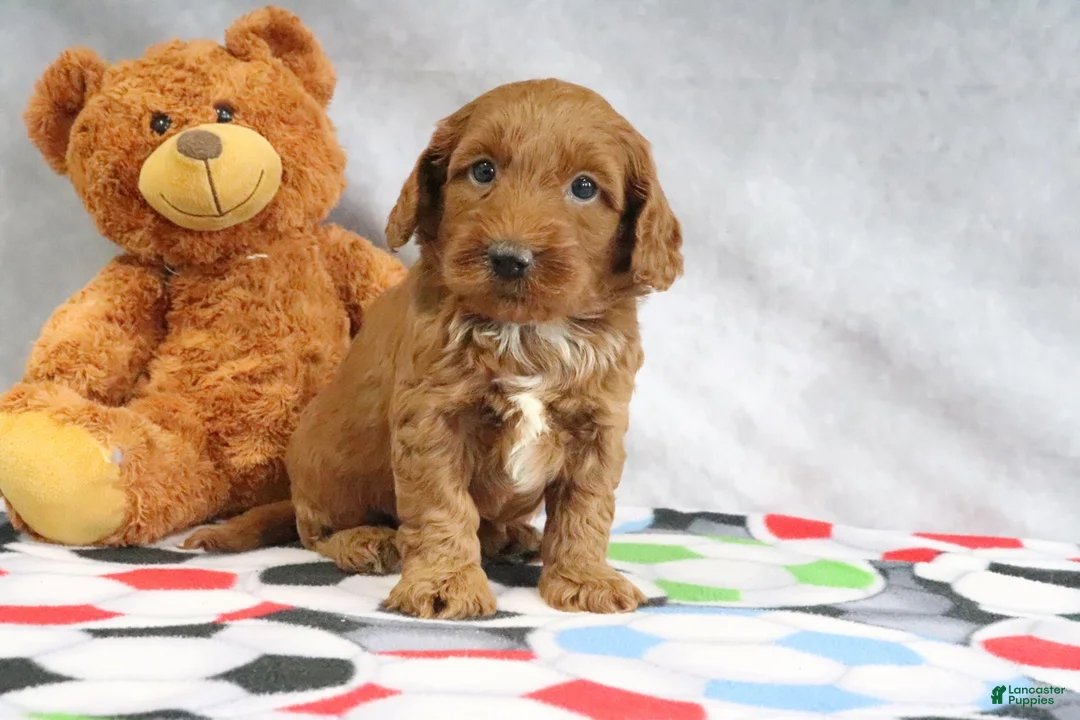 Mini Goldendoodle dogs for sale: Creampuff - Ad 1