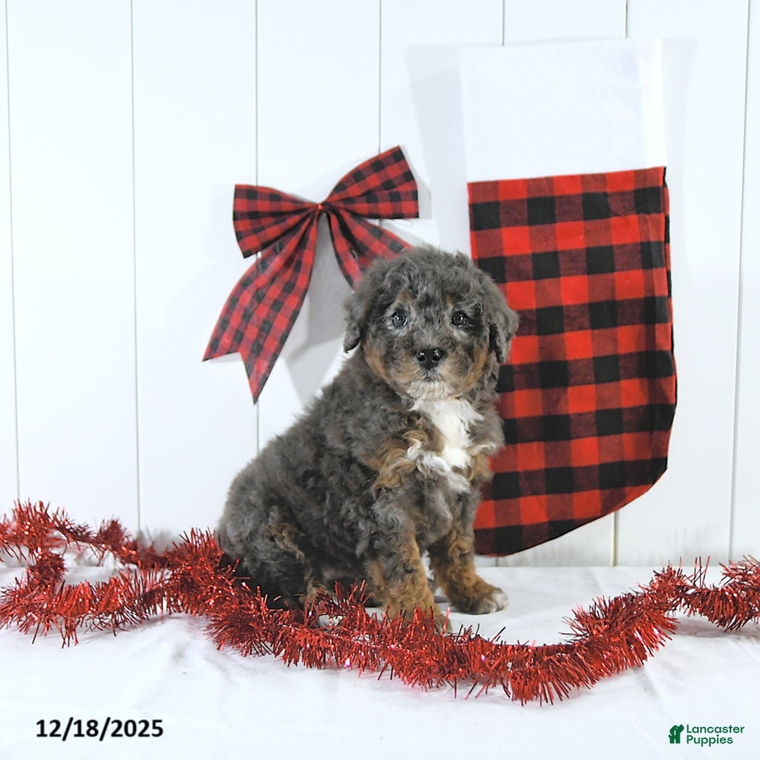 Mini Bernedoodle dogs for sale: Sandra - Ad 2