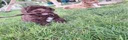 Mini Aussiedoodle dogs for sale: Yellow - Ad 4