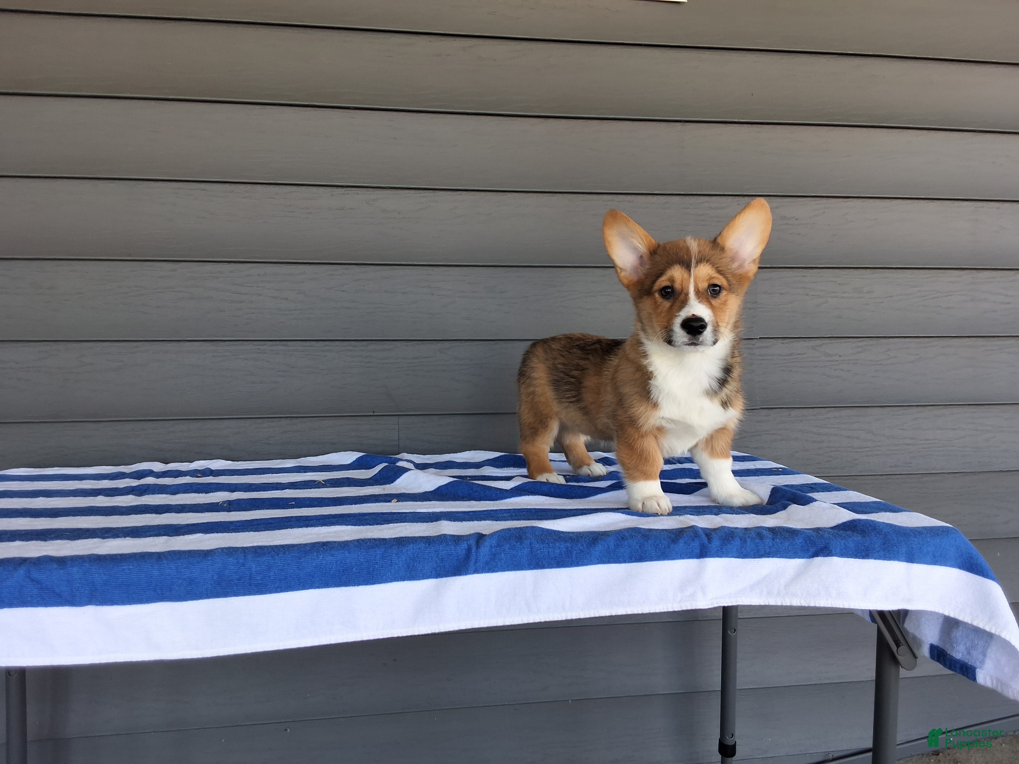 Welsh Corgi Pembroke dogs Louis - Ad 1