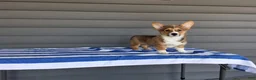Welsh Corgi Pembroke dogs for sale: Louis - Ad 1