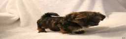 Shorkie dogs for sale: Bear - Ad 8