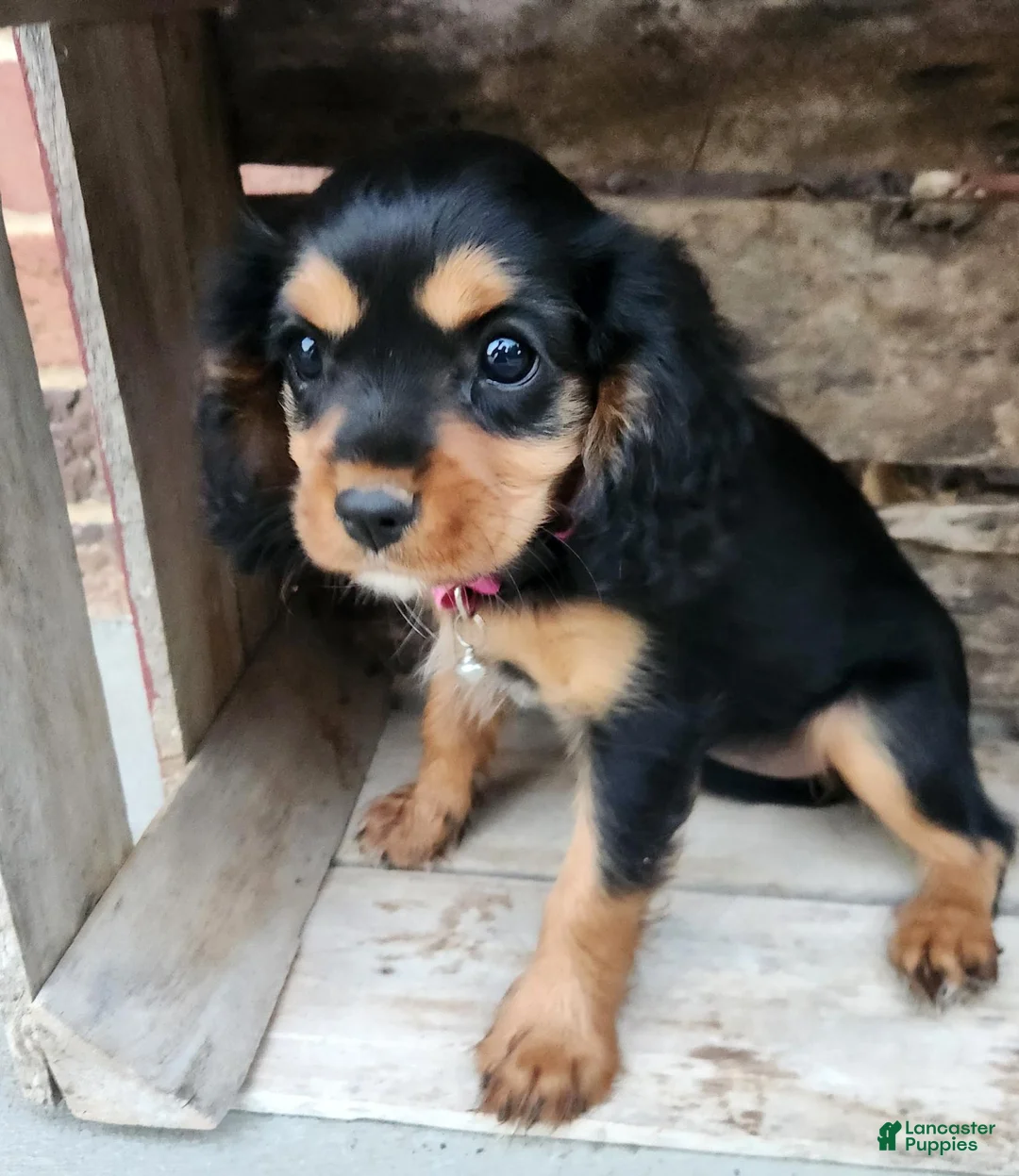 Cavalier King Charles Spaniel dogs for sale: Reeses - Ad 1