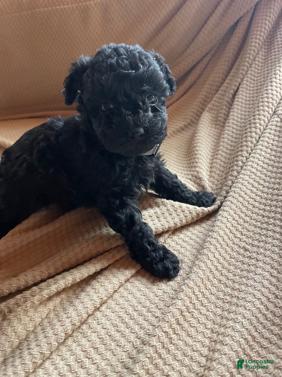Toy Poodle dogs for sale: Raven - Ad 2