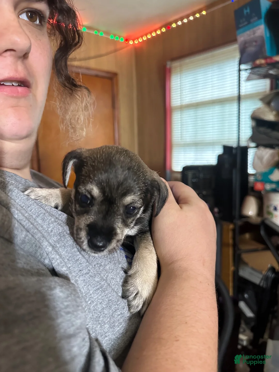 Miniature Schnauzer dogs for sale: Miniature Schnauzer 2 - Ad 2