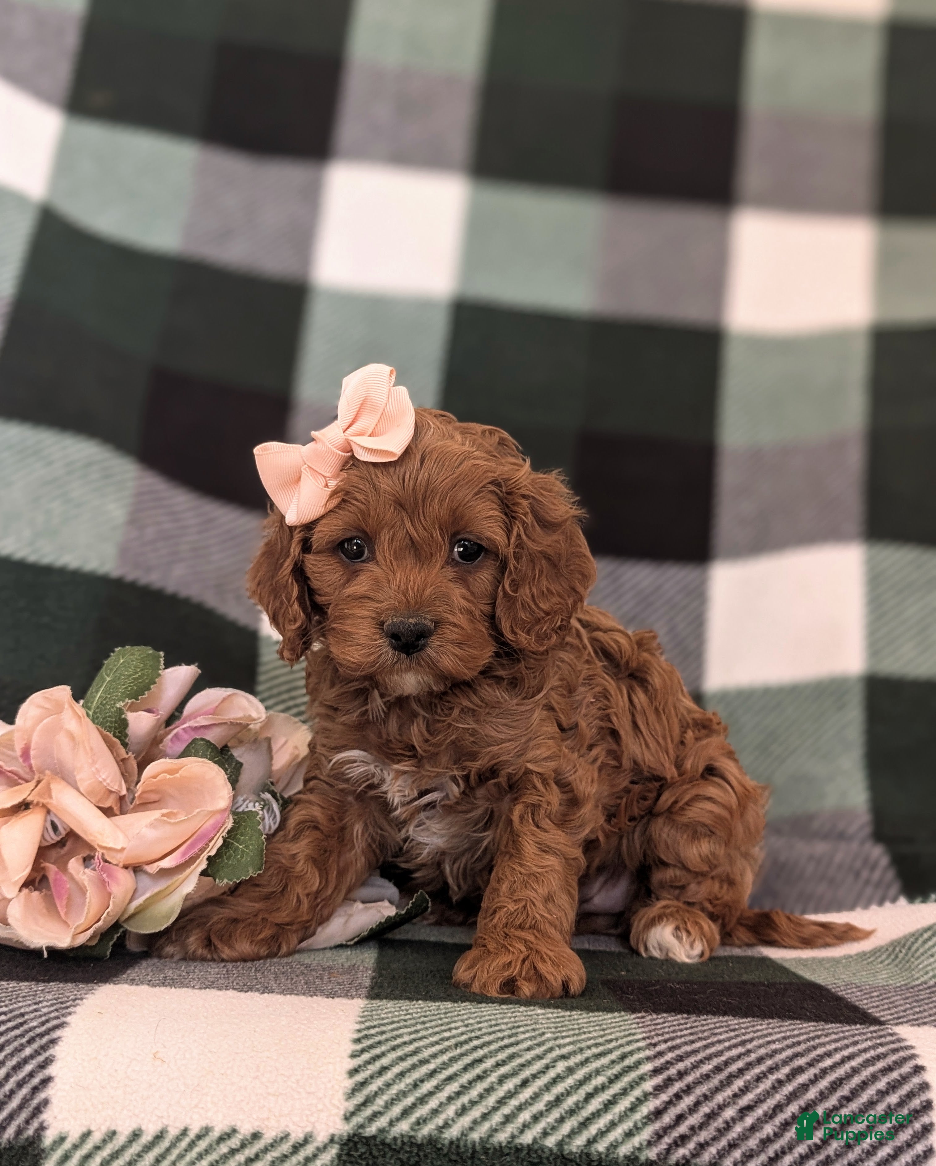 Cockapoo dogs Lillie - Ad 1
