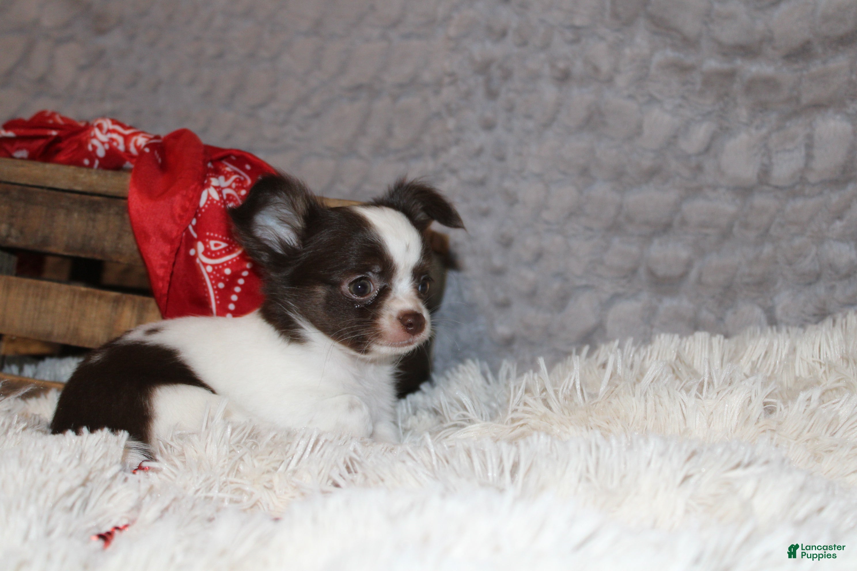 Chihuahua dogs Chocolate Chip - Ad 25