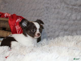 Chihuahua dogs Chocolate Chip - Ad 25