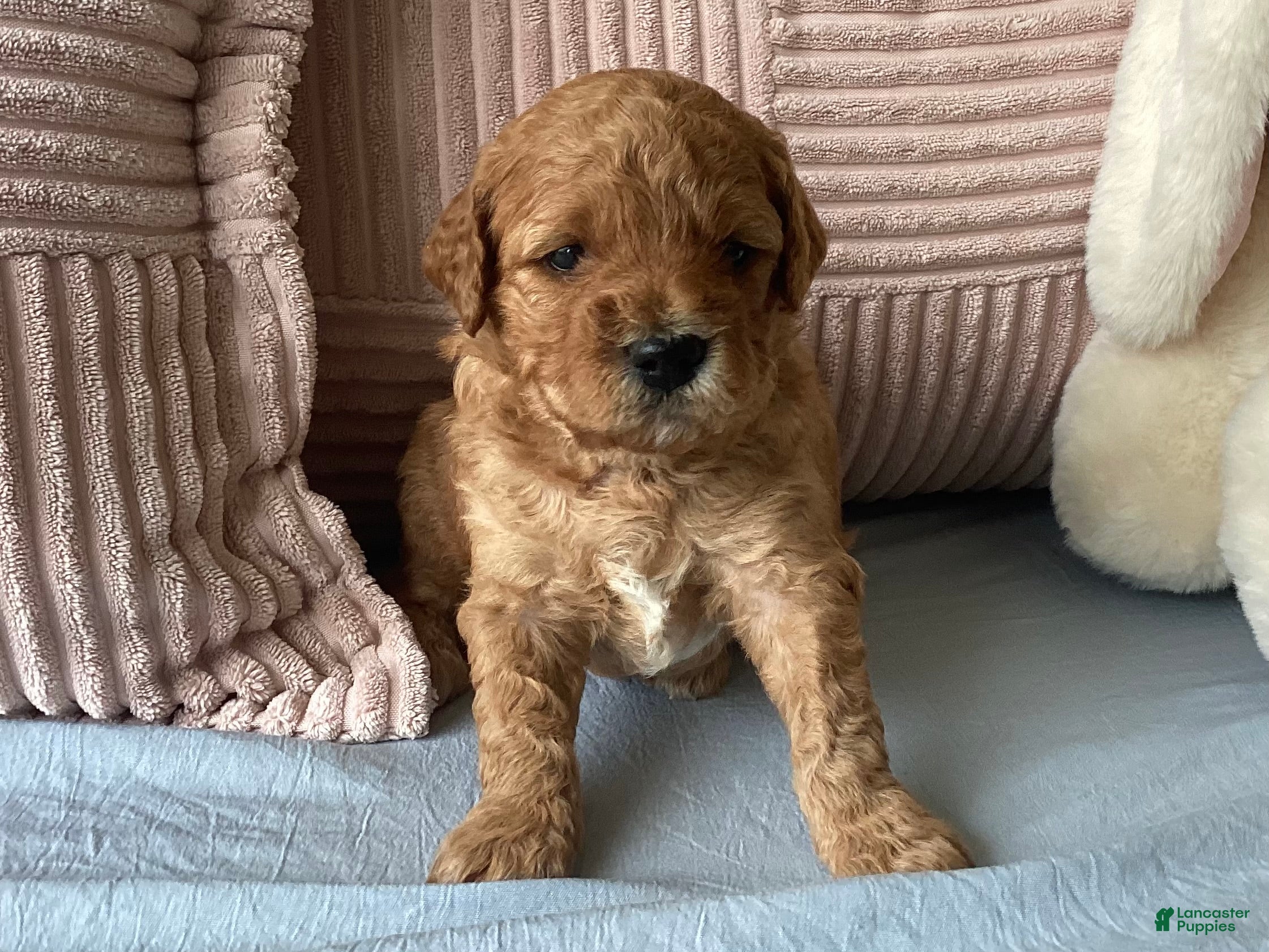Mini Goldendoodle dogs Mini Goldendoodle “Suki” - Ad 1