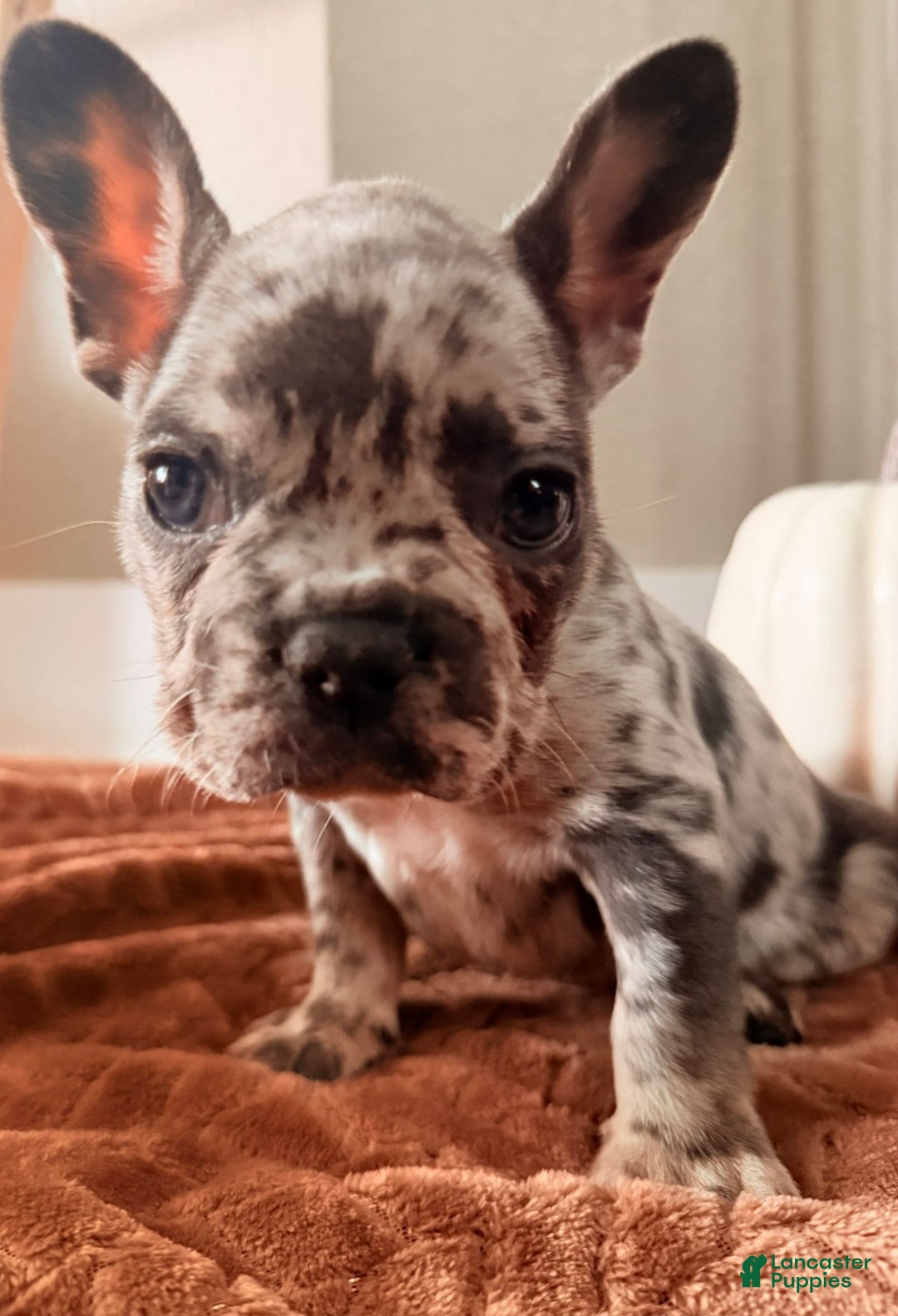 French Bulldog dogs for sale: French Bulldog Puppy 5 - Ad 1