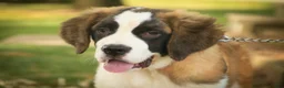 Saint Bernard dogs for sale: Wendeline Saint Bernard  - Ad 4