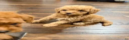 Irish Doodle dogs for sale: Olaf  - Ad 3