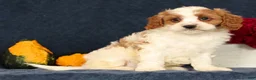 Cavapoo dogs for sale: Pepper - Ad 3