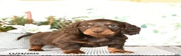 Miniature Dachshund dogs for sale: Brant - Ad 1
