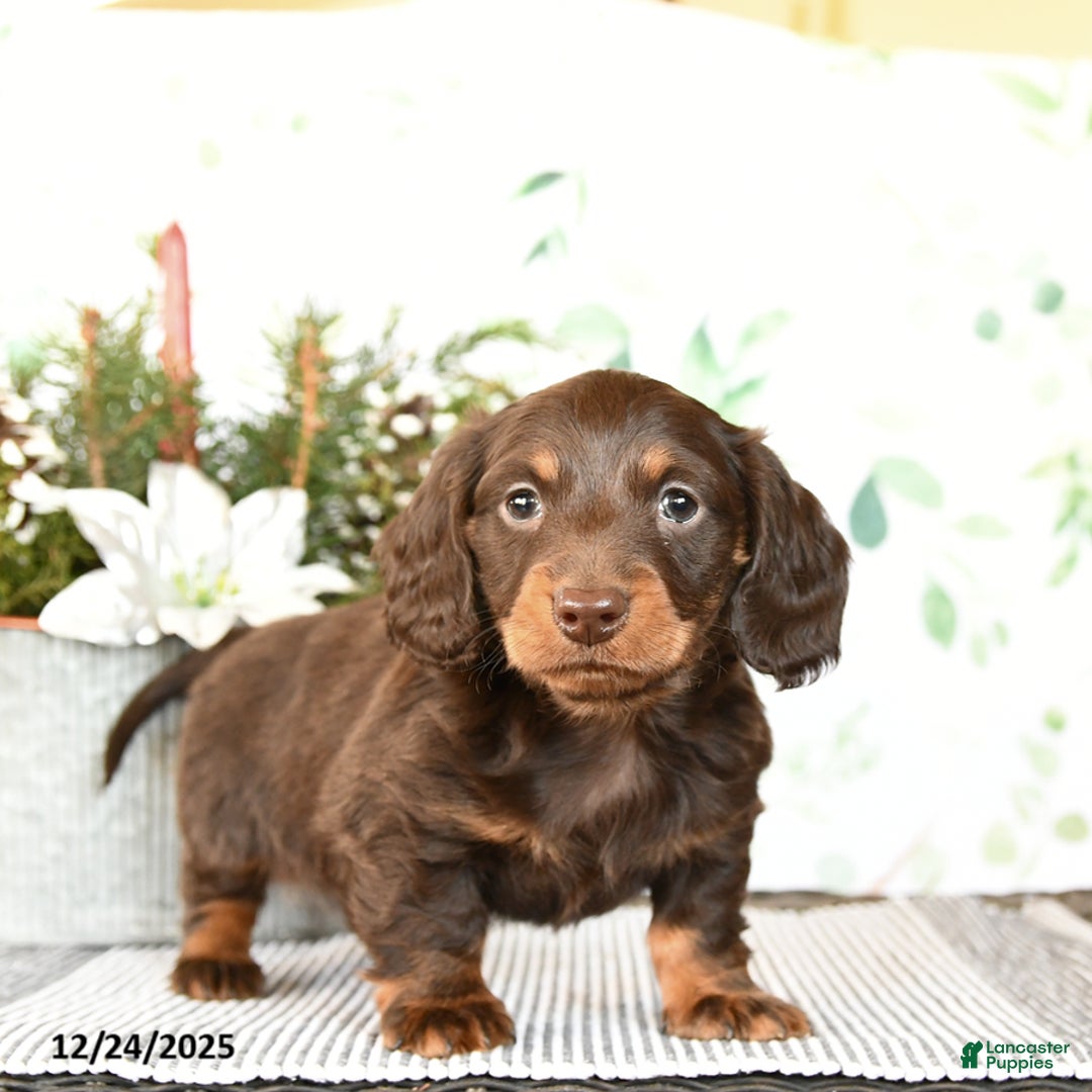 Miniature Dachshund dogs for sale: Brant - Ad 1