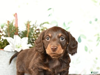 Miniature Dachshund dogs for sale: Brant - Ad 1