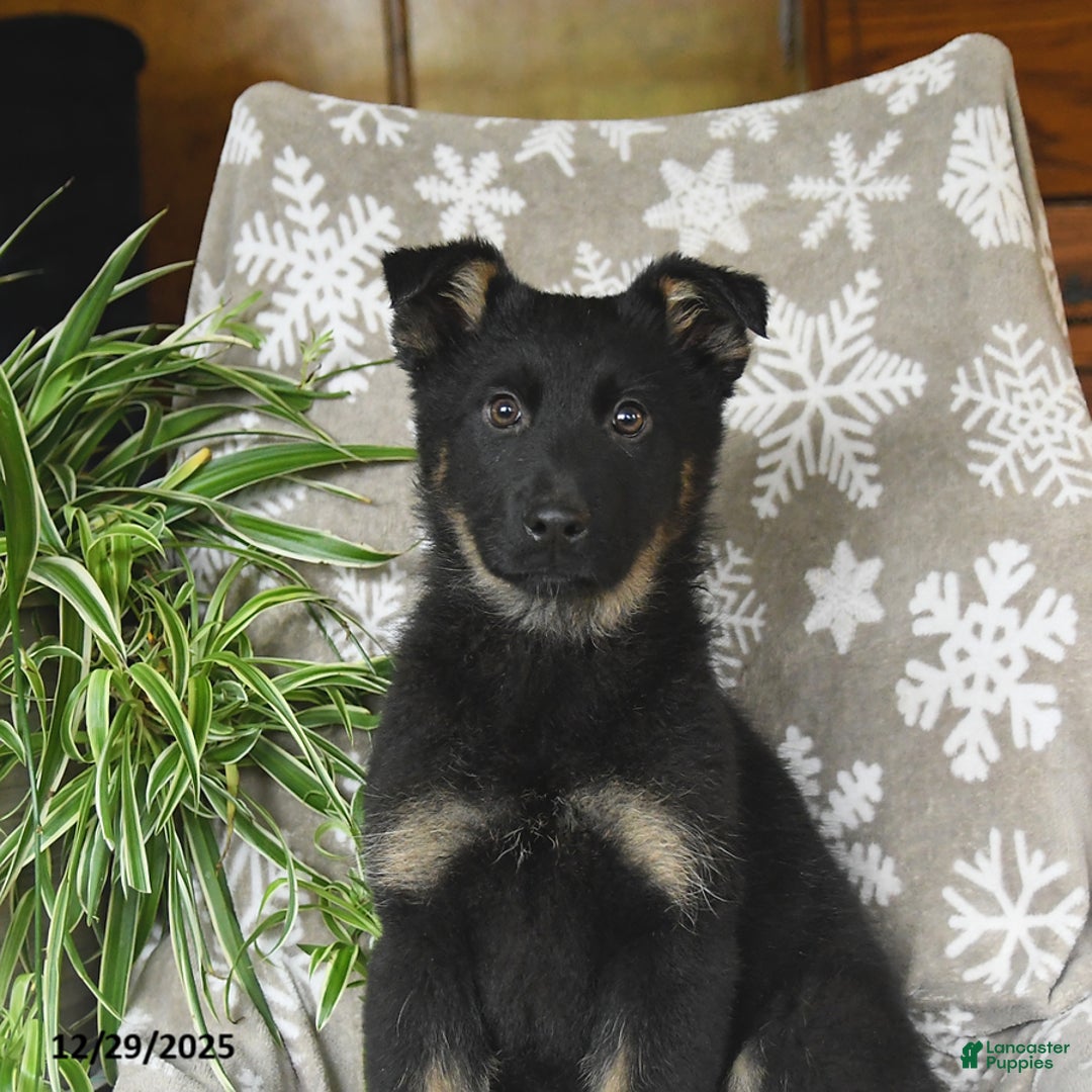 German Shepherd dogs for sale: Paris - Ad 3