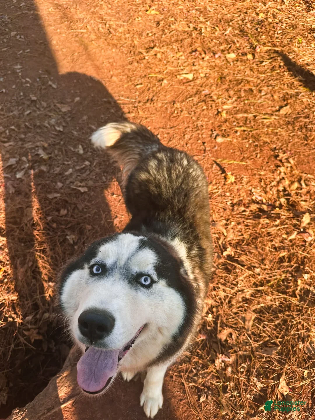 Gallery Image {{count}}