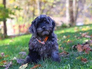 Cockapoo dogs - Ad 27