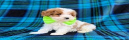 Cavapoo dogs for sale: Bentley  - Ad 5
