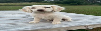 Meeko