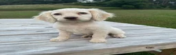 Cockapoo dogs for sale: Meeko - Ad 1