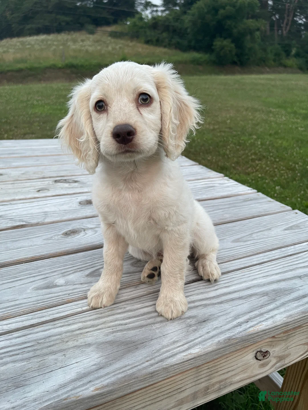 Cockapoo dogs for sale: Meeko - Ad 1