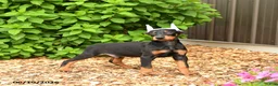 Doberman Pinscher dogs for sale: Dash - Ad 4