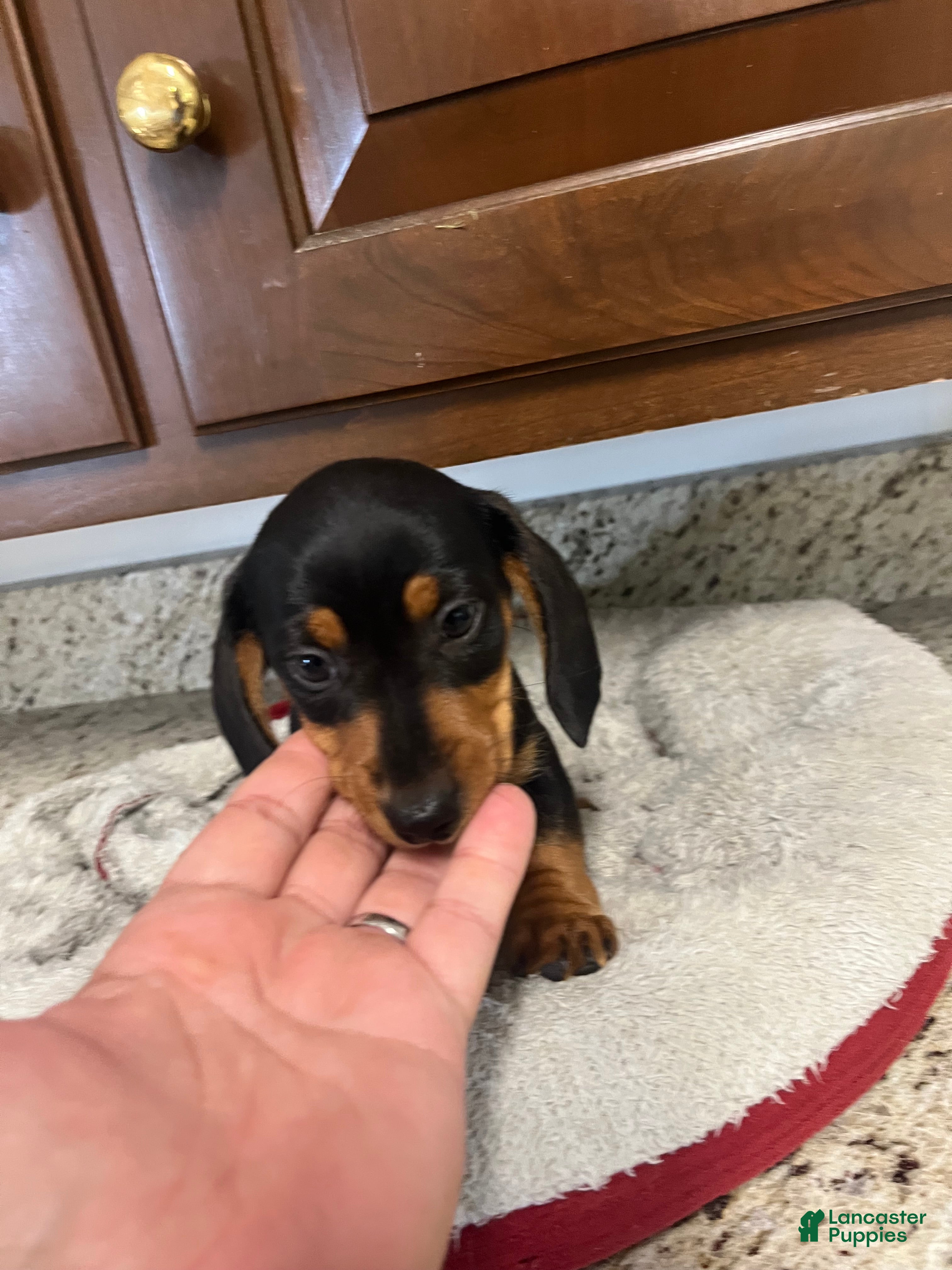 Miniature Dachshund dogs Westin  - Ad 2