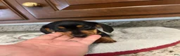 Miniature Dachshund dogs for sale: Westin  - Ad 2