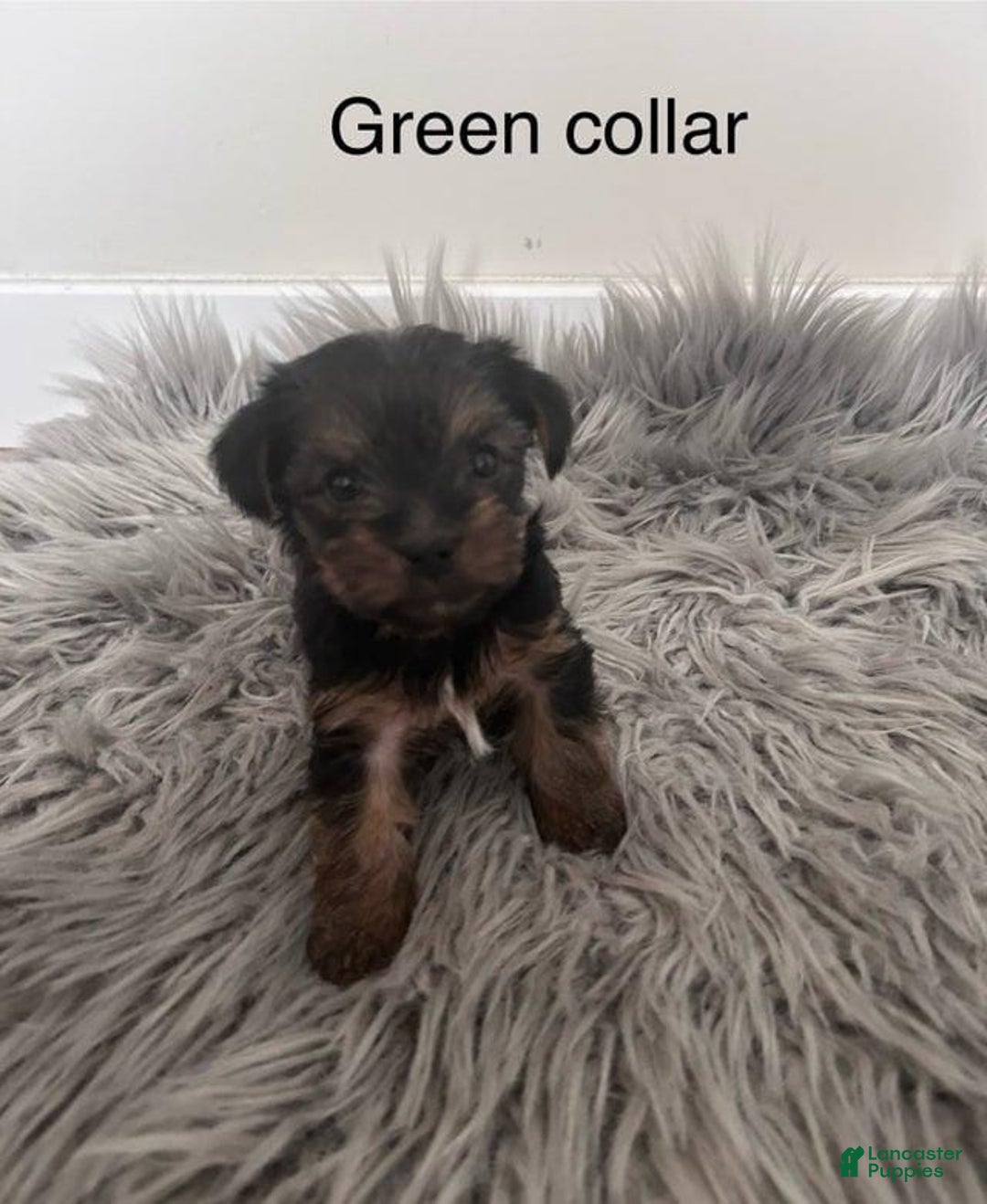 Yorkshire Terrier dogs for sale: Prince Charming - Ad 1