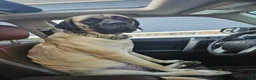 English Mastiff dogs for sale: English Mastiff 2 - Ad 9