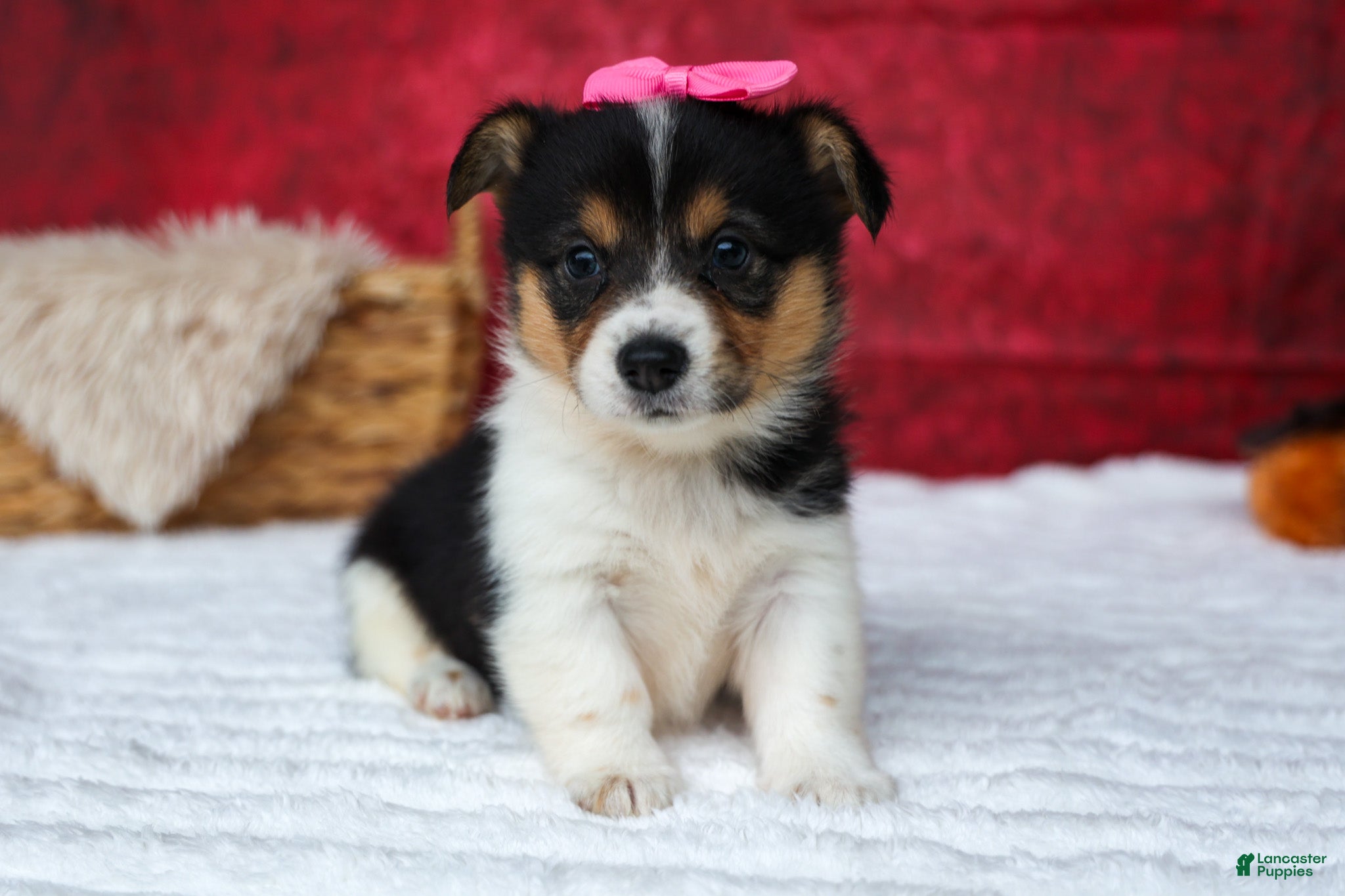 Welsh Corgi Pembroke dogs Annabelle🎀 - Ad 1