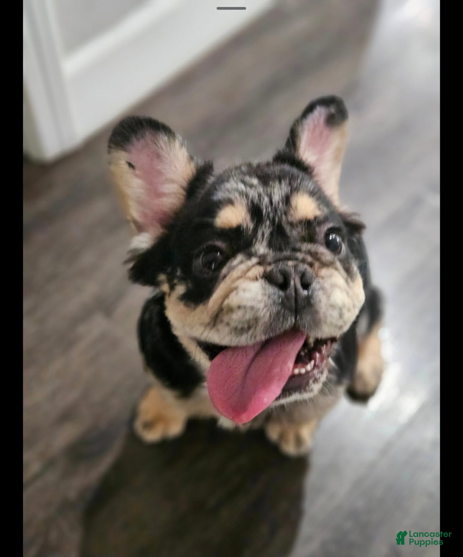 French Bulldog dogs French Bulldog 2 - Ad 5