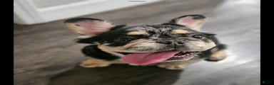 French Bulldog 2