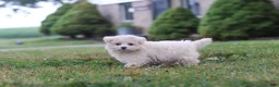 Maltipoo dogs for sale: Nora - Ad 9