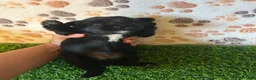 Yorkshire Terrier dogs for sale: Yorkshire Terrier 2 - Ad 7