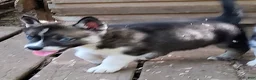 Siberian Husky dogs for sale: Sonya's male 3 - Ad 5