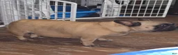French Bulldog dogs for sale: French Bulldog Puppy 1 - Ad 4